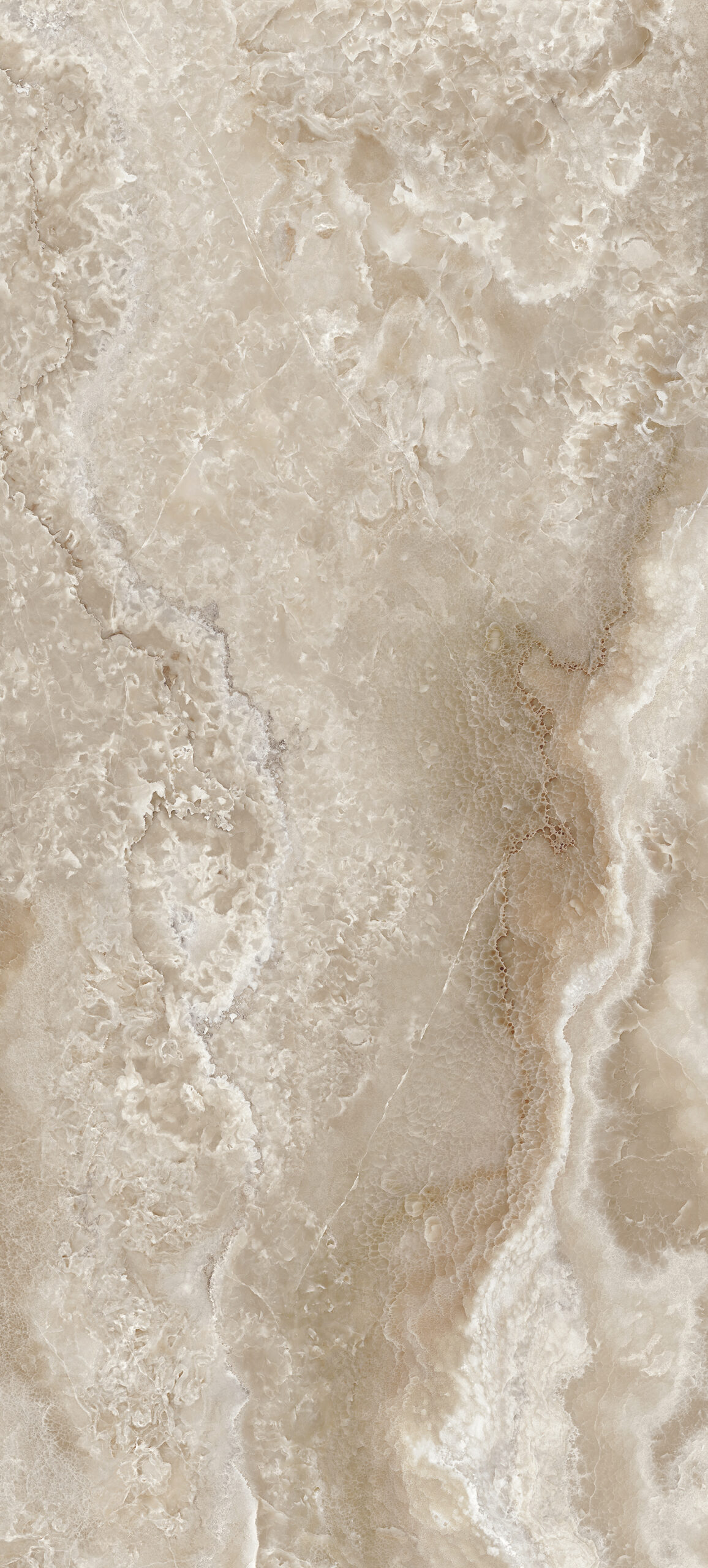 Champagne 120x280